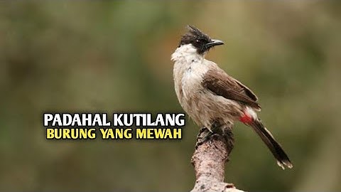 5 kelebihan dan fakta burung kutilang yang tidak di sadari oleh pecinta kicau