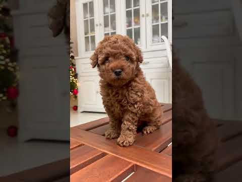 Cute Very Funny Dogs Baby