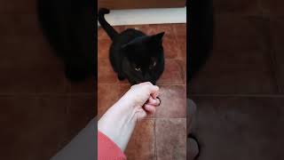 Hipnoza mięskiem #shorts #funnycats #catvideos #cats #kot