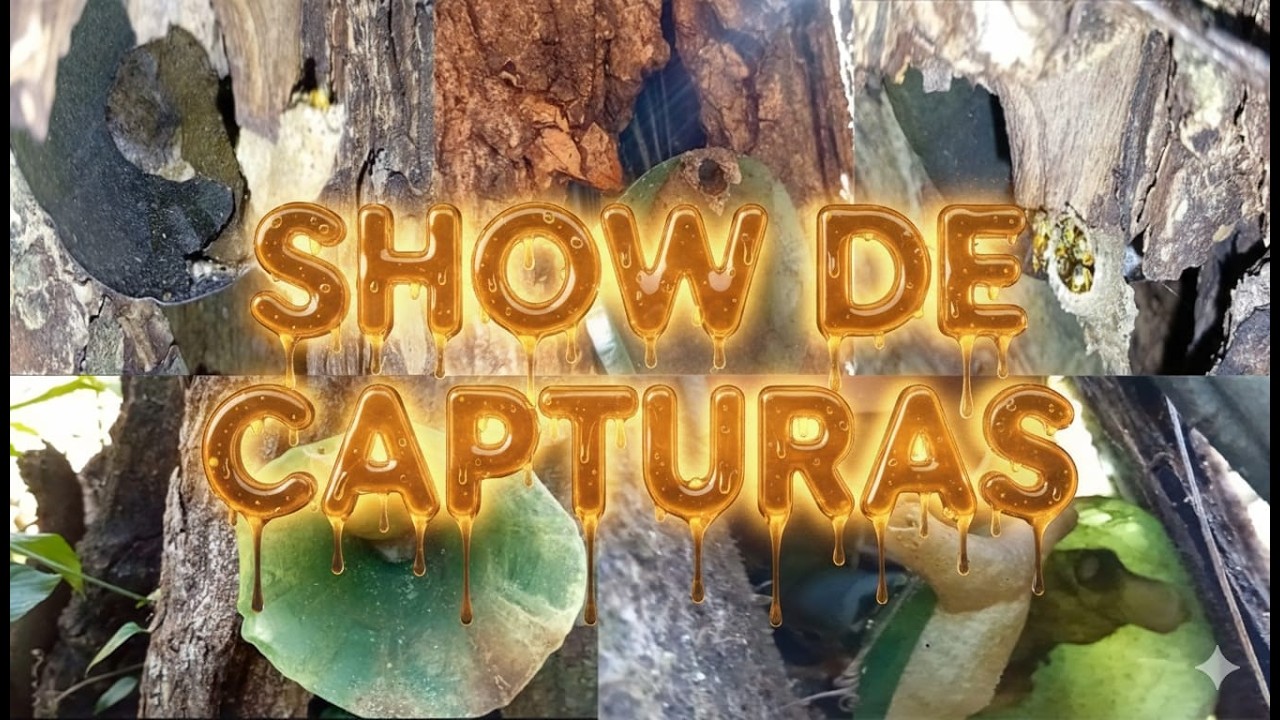 Revisão de Isca  Abelhas Pegas Direto na Caixa  Show de Capturas