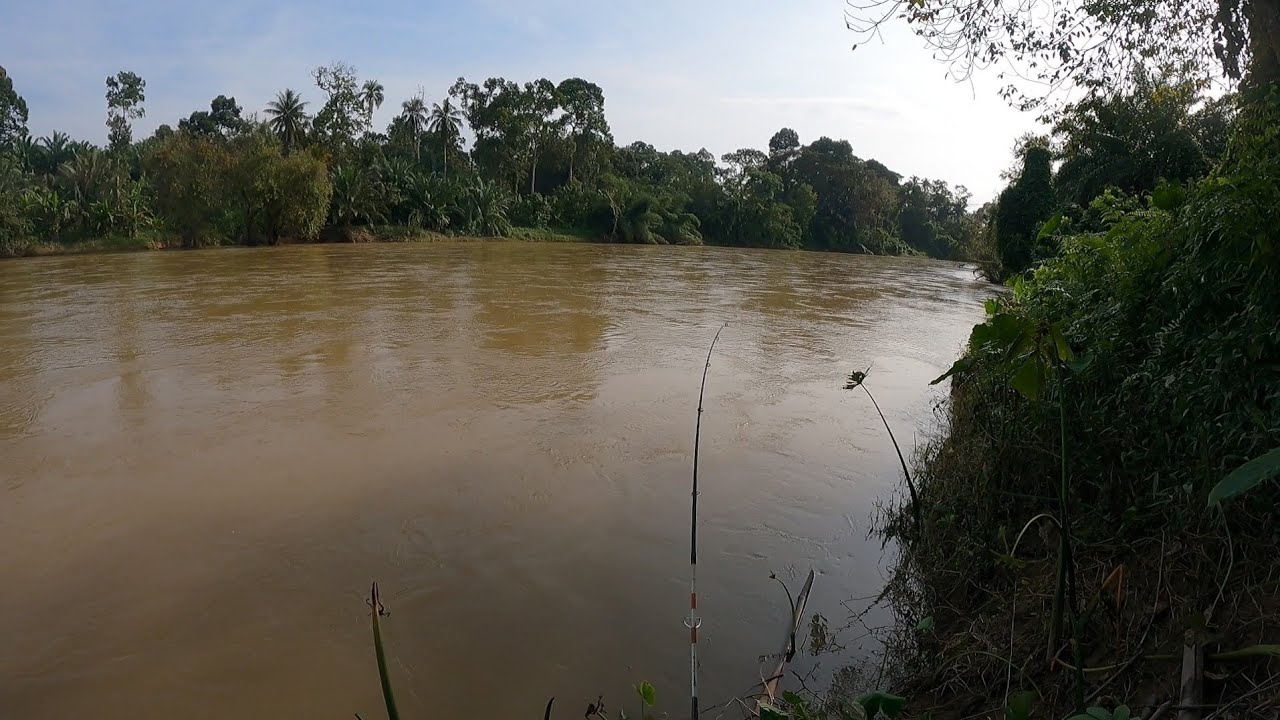 Mancing ikan baung kuning | Umpan perut ayam #wms-190