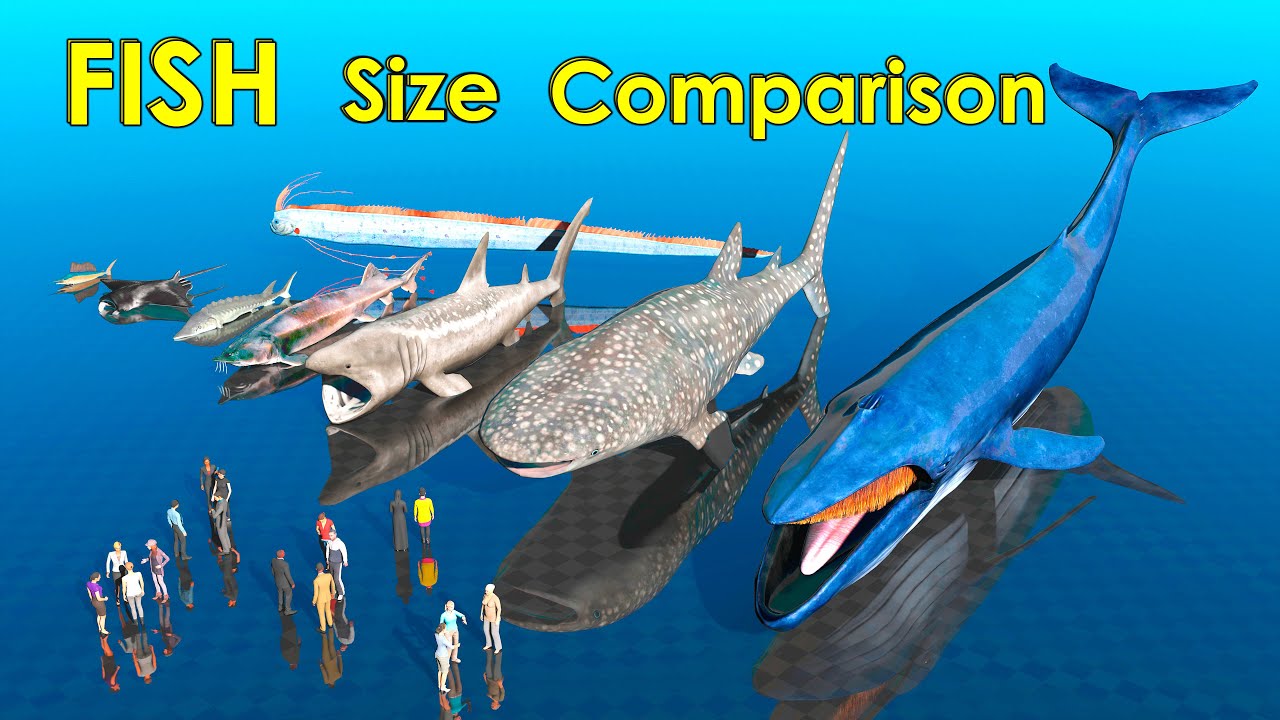 Fish Size Comparison - YouTube