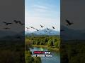 China has developed advanced bird-like drones (ornithopters) #breakingnews #worldnews #drone #viral
