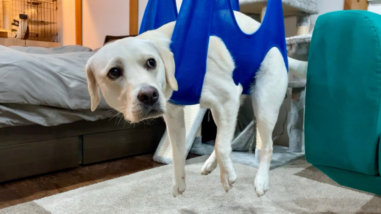 犬が吊るされるとこうなります