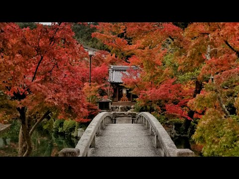 All about autumn in japan