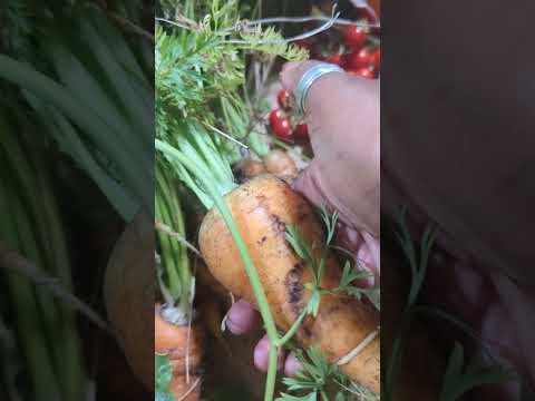 Today's harvest - Lots of veggies to share cabbage, carrots, tomorrow, papayas, eggs, bananas