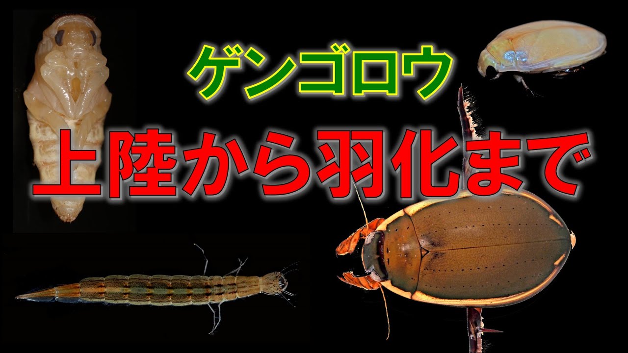 失敗しない！ゲンゴロウの上陸から新成虫までの飼育方法