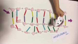 DNA MODEL- Replication,transcription,translation