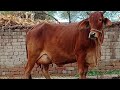 sahiwal cross cow for sale on YouTube in Pakistan  January 8, 2021