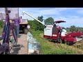 Rice cutting and unloading by Yanmar 70 GV || 2022 December season Rice harvesting by Yanmar 70 GV