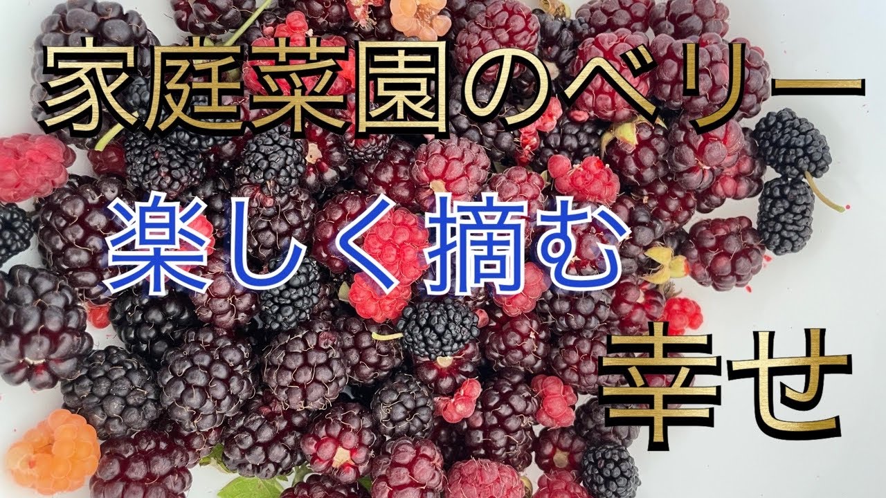 ラズベリー ブラックベリー ワイルドベリー 家庭菜園のベリー 楽しく摘む 幸せ Youtube