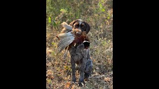 'Ork' Ork of Afterhours retrieving in the field by Afterhours Kennel 40 views 2 years ago 1 minute, 9 seconds