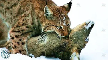 Quel pays lynx ?