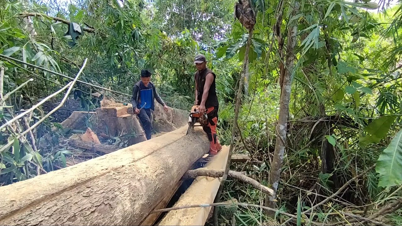 Lumbering large timberWood processing chainsaw Philippines//Totordz Tv YouTube
