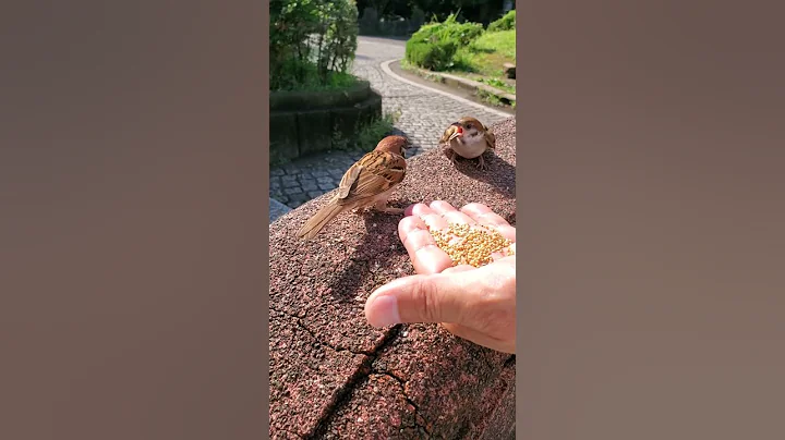 A Sparrow Shares Its Food || ViralHog - DayDayNews