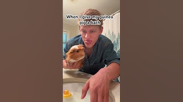 he actually loves to swim in the bath! #funny #dogmom #guineapig