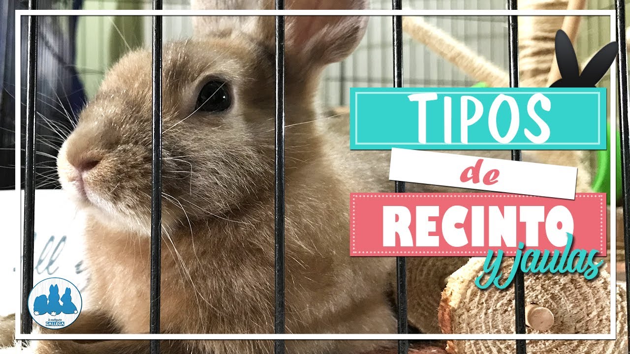 🐰 Tipos de recinto y jaulas 🐰
