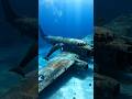 Dolphin POV in the Pacific — Sunken WWII Aircraft Discovered