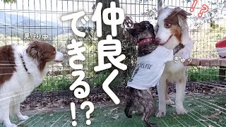 自分より小さいわんこに猛烈アタックされた大型犬！！その結果・・・【オーストラリアンシェパード・ボーダーコリー】