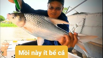 Săn cá cóc #4. Mồi này ít bể cá