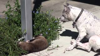 Just Chilling. Lunch Break. Shark Cat Stretch. Dog Scratch By Pit Bull Sharky.