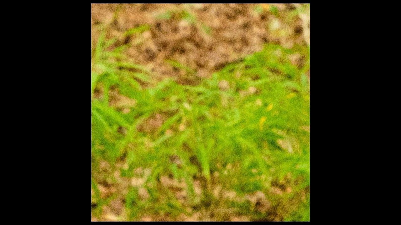 glaive - hey hi hyd (v1)