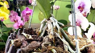 Knowing This Helps Phalaenopsis Orchids Have Strong Roots And Leaves Not Rotten