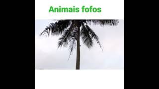 Animais selvagens (SAUIN SAGUIN) desçendo do pé de coco Davi selvagens #shorts