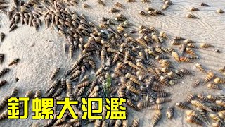 小漁去海邊趕海，沙灘上遍地釘螺！一群人撿不過來！【漁小仙】