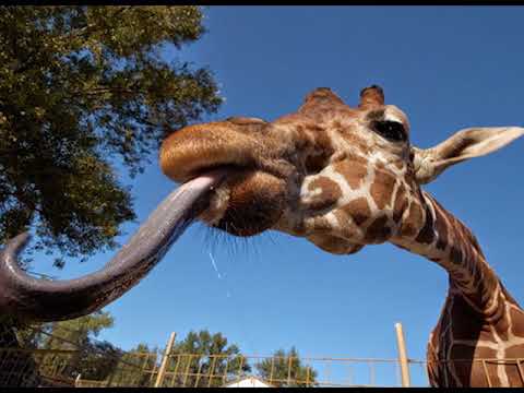 საინტერესო ფაქტები / იცით თუ არა რომ / ცხოველთა სამყარო