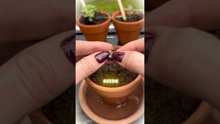 This Pencil Turns Into a Plant! 🌱✏️