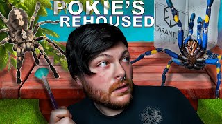 Rehousing Poecilotheria Metallica, Rufilata, & Regalis. Worlds Most Venomous Tarantulas