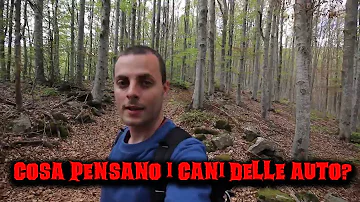 Come vanno trasportati i cani in macchina?