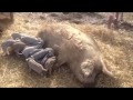 **GRAPHIC***Mangalitsa Pig giving birth - Anyone Can Farm Series