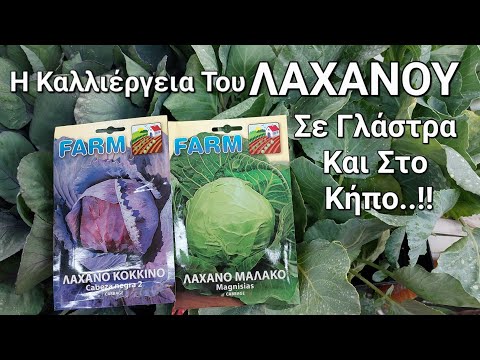 Βίντεο: Φύτευση κινέζικου λάχανου: κινέζικο λάχανο που μεγαλώνει στον κήπο