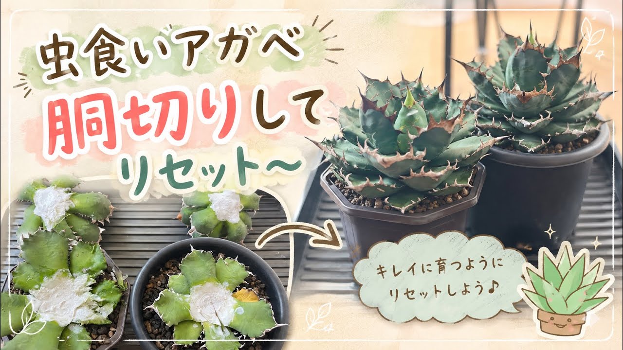 アガベ OG YouTube