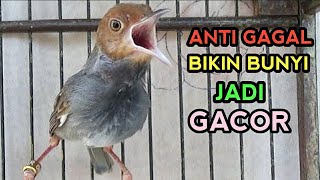 Prenjak Gacor Suara Ampuh💯%BIKIN PRENJAK ANDA NGOTOT LANGSUNG EMOSI