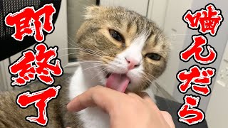 🐈おっさんがぽこ太郎に噛まれたら即終了！