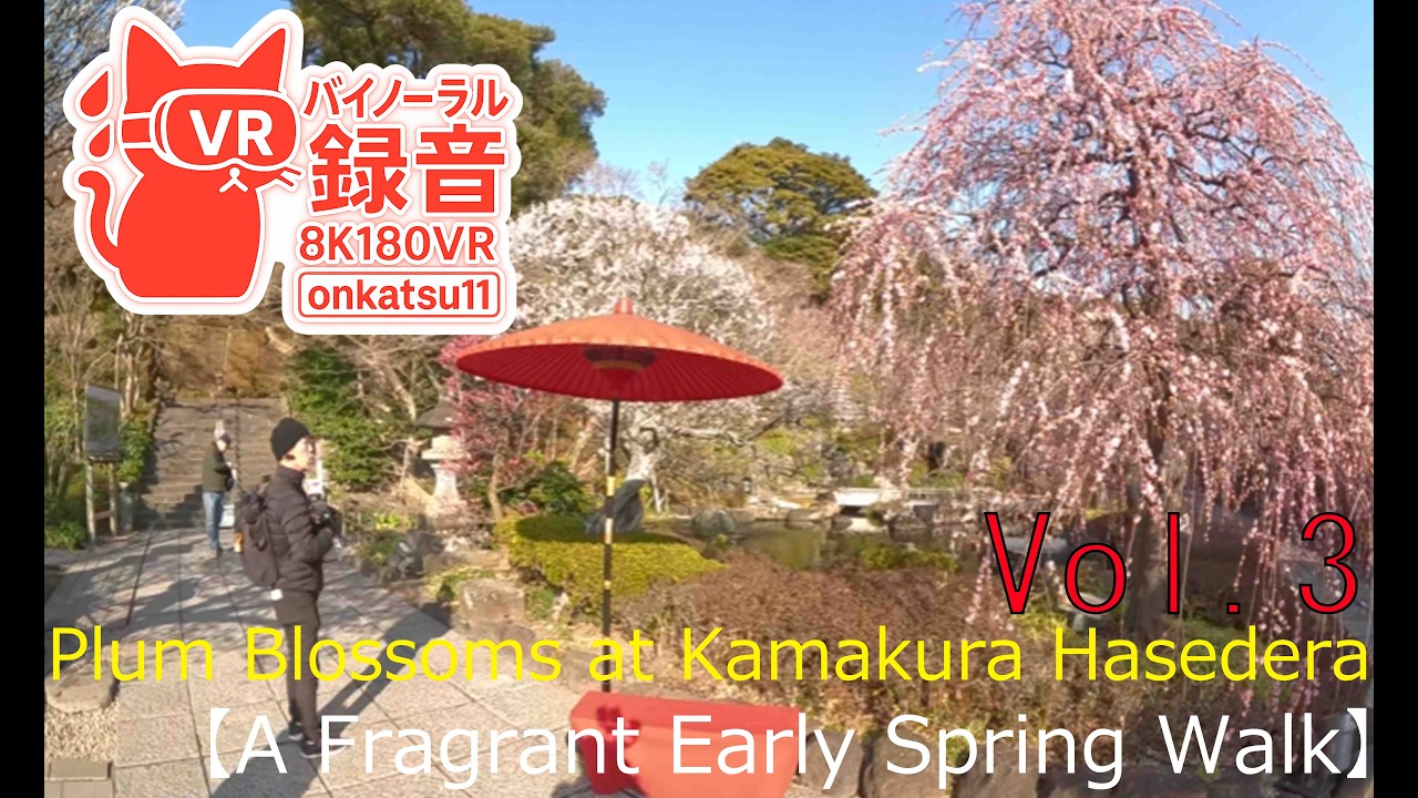 🌸 [Plum Blossoms at Kamakura Hasedera—A Fragrant Early Spring Walk (8K VR180)] Chapter Three‼