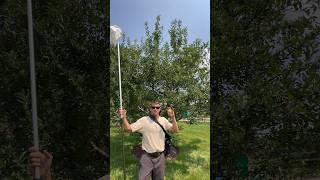 Gala Apples Ripe Early This Year! Gala Apples
