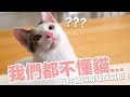 蛋捲：你們都誤會我了！5件被誤解的貓咪行為【好味貓知識】EP12