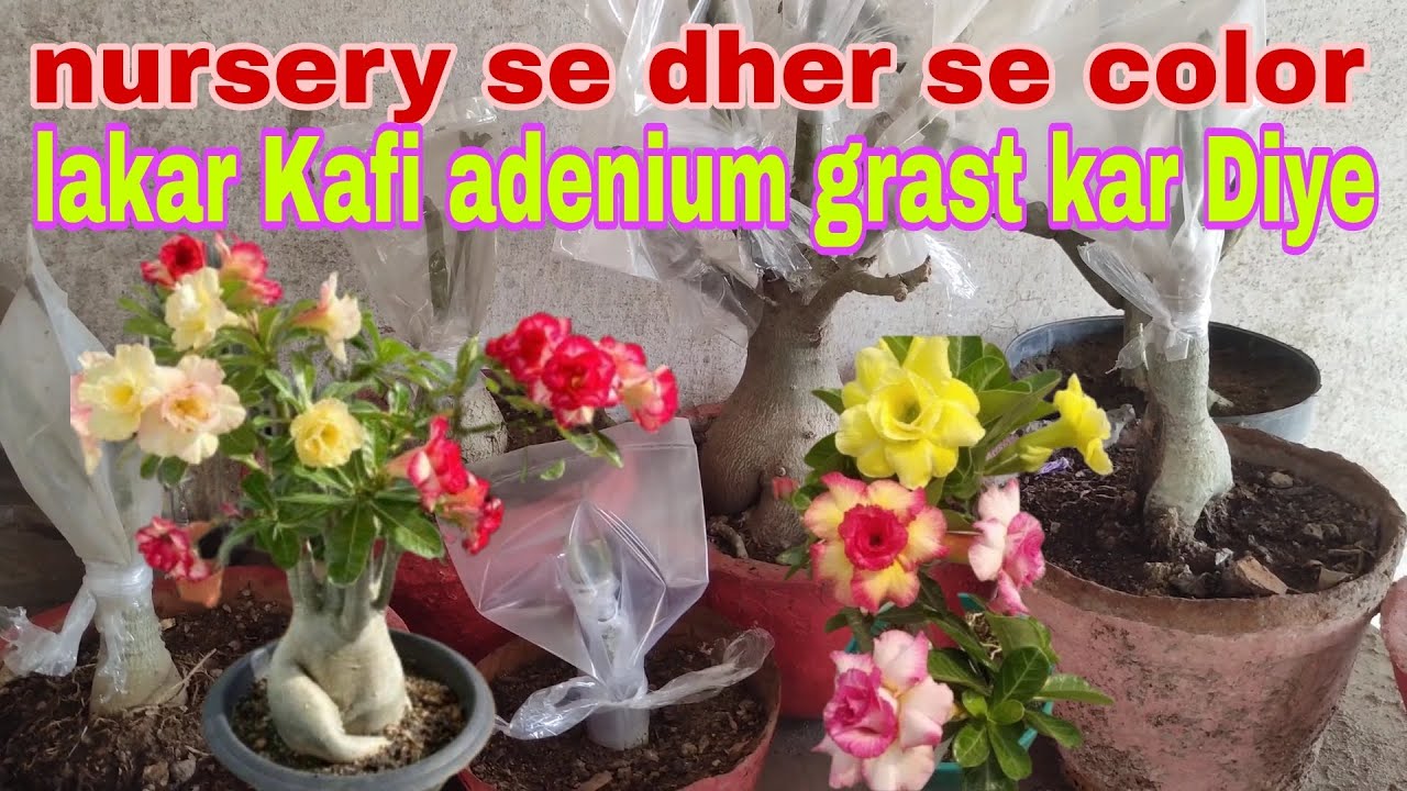 nursery se dher Sare colour lakar coffee adenium craft kar Diye