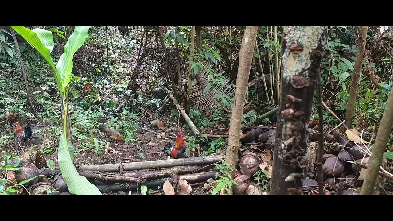 First Time Makahuli ng Talisaying Labuyo 🐓//BISAYANG BALOT//