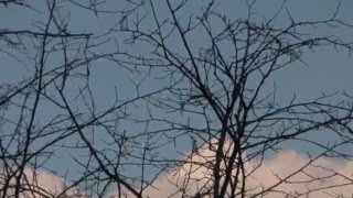 ARNOLD TIRZITS:5 OF 6 BERLIN IMPROVISATIONS