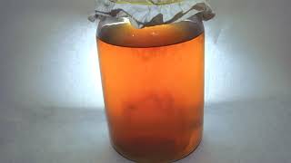 Kombucha Time Lapse — Creature from the Deep