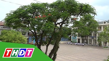 TP.HCM yêu cầu rà soát cây xanh trong khuôn viên trường học | THDT