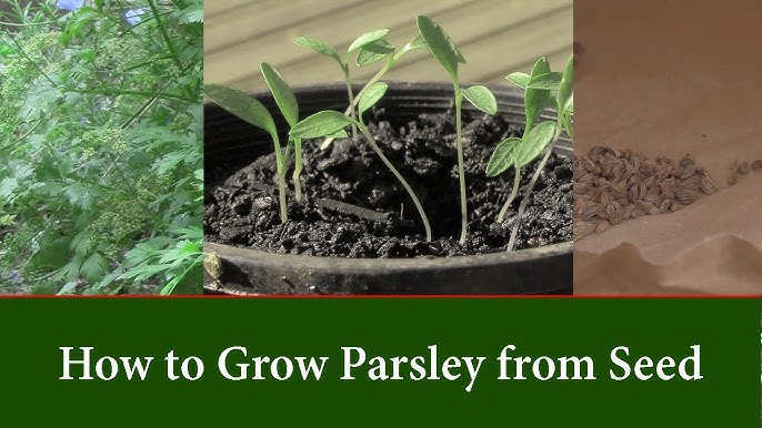 Grow parsley from seed (climates find, growing parsley, inches apart, parsley Petroselinum, parsley Petroselinum crispum) Grow parsley from seed