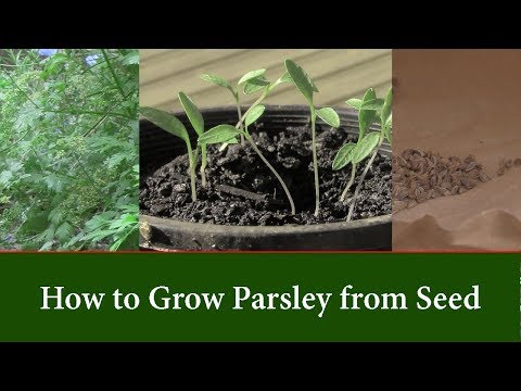 Video: Pētersīļu sēklu audzēšana: kā pētersīļus var izaudzēt no sēklām
