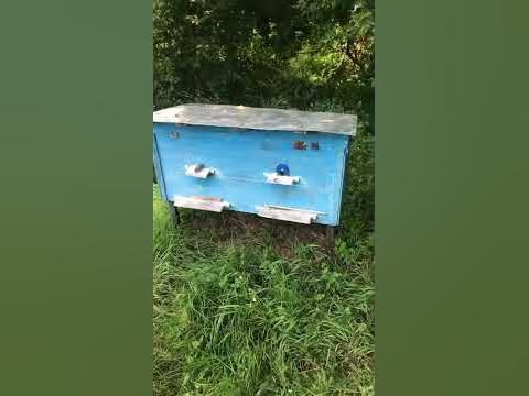 Нашиє пчоли - YouTube