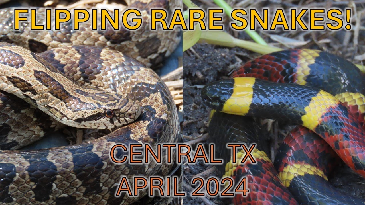 INSANE Springtime Flipping! Tons of RARE SNAKES Under Tin! - YouTube